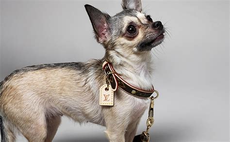 Dog Park Catwalk: How to Outfit Your Pet in Louis Vuitton, 